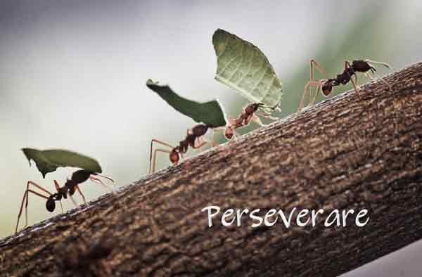 Perseverare